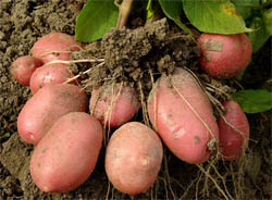 Закончился сезон сбора картофельного урожая и самое время начать ремонт картофелекопателей